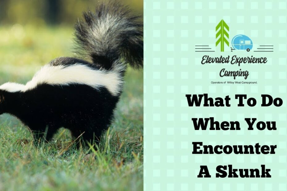 Alberta Campgrounds | Do Not Fear Skunks If You Come Across Them