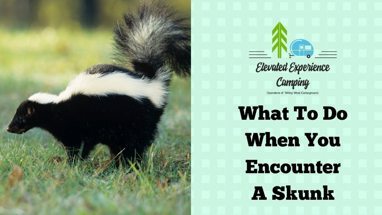 Alberta Campgrounds | Do Not Fear Skunks If You Come Across Them