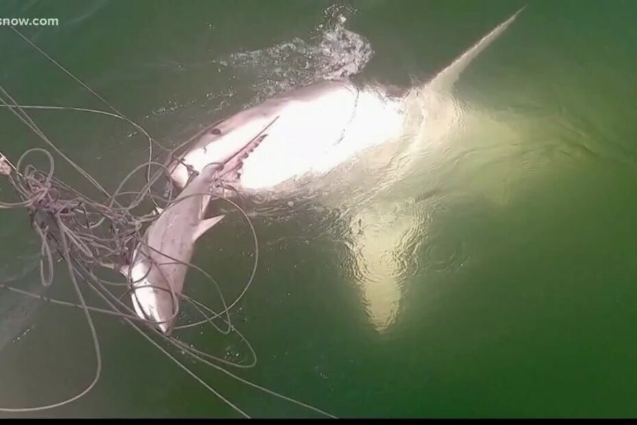 Two Great White Sharks Spotted Off The Va. Beach Coast - Youtube