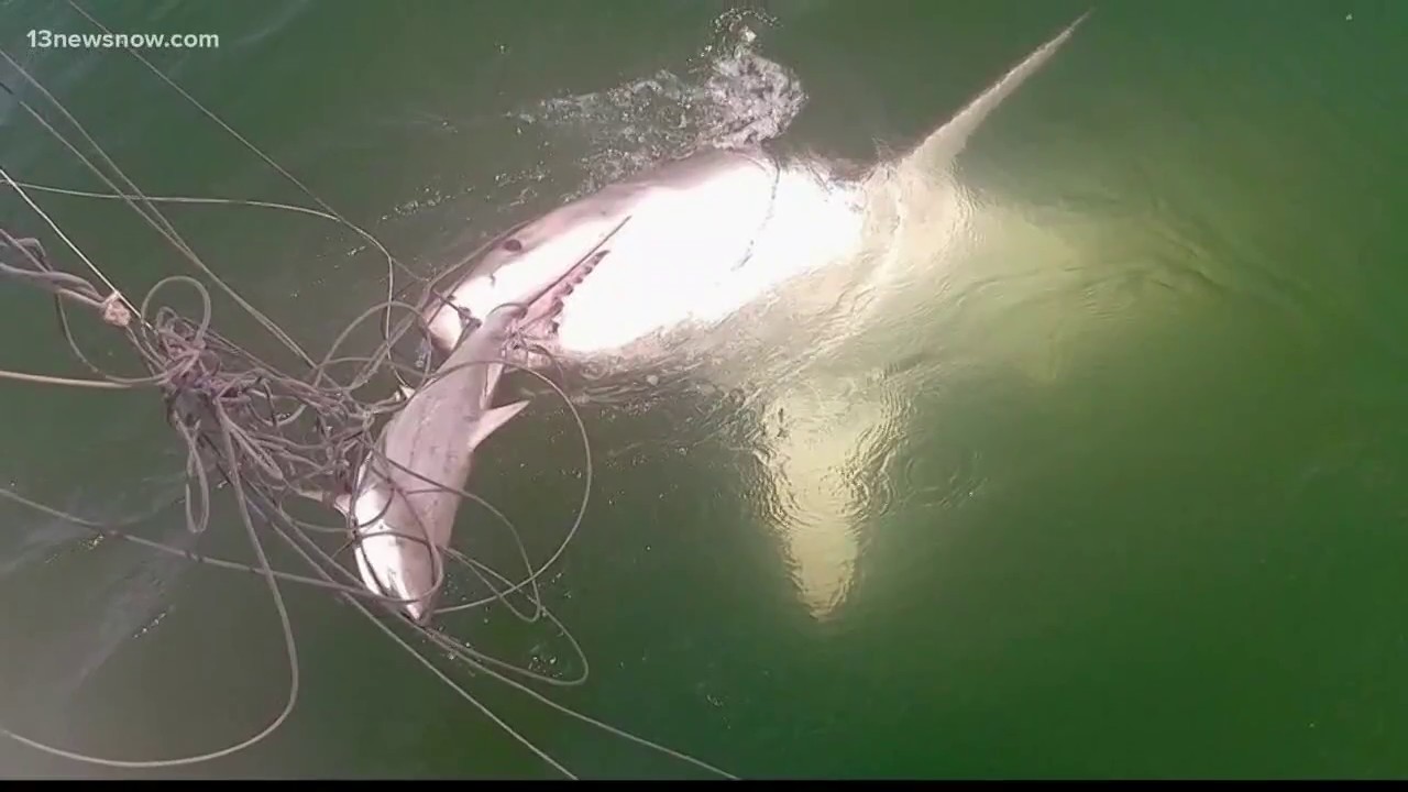 Two Great White Sharks Spotted Off The Va. Beach Coast - Youtube