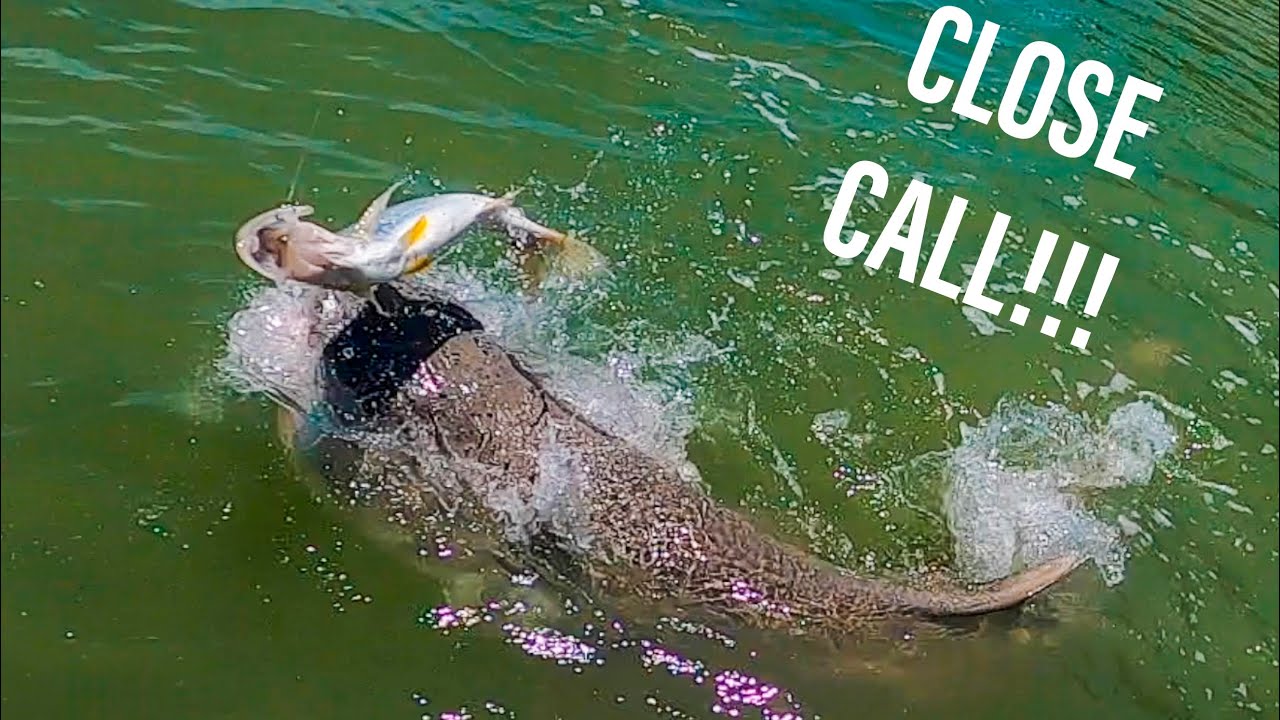 Fishing The Everglades (Sharks Everywhere) - Youtube