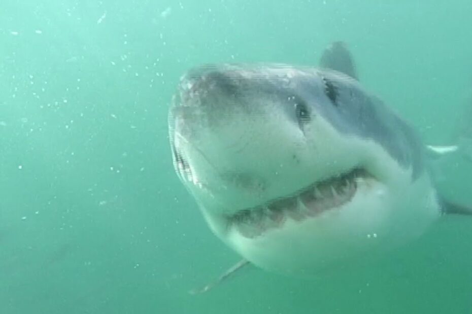 Breaching Great White Sharks, Seal Island South Africa - Youtube