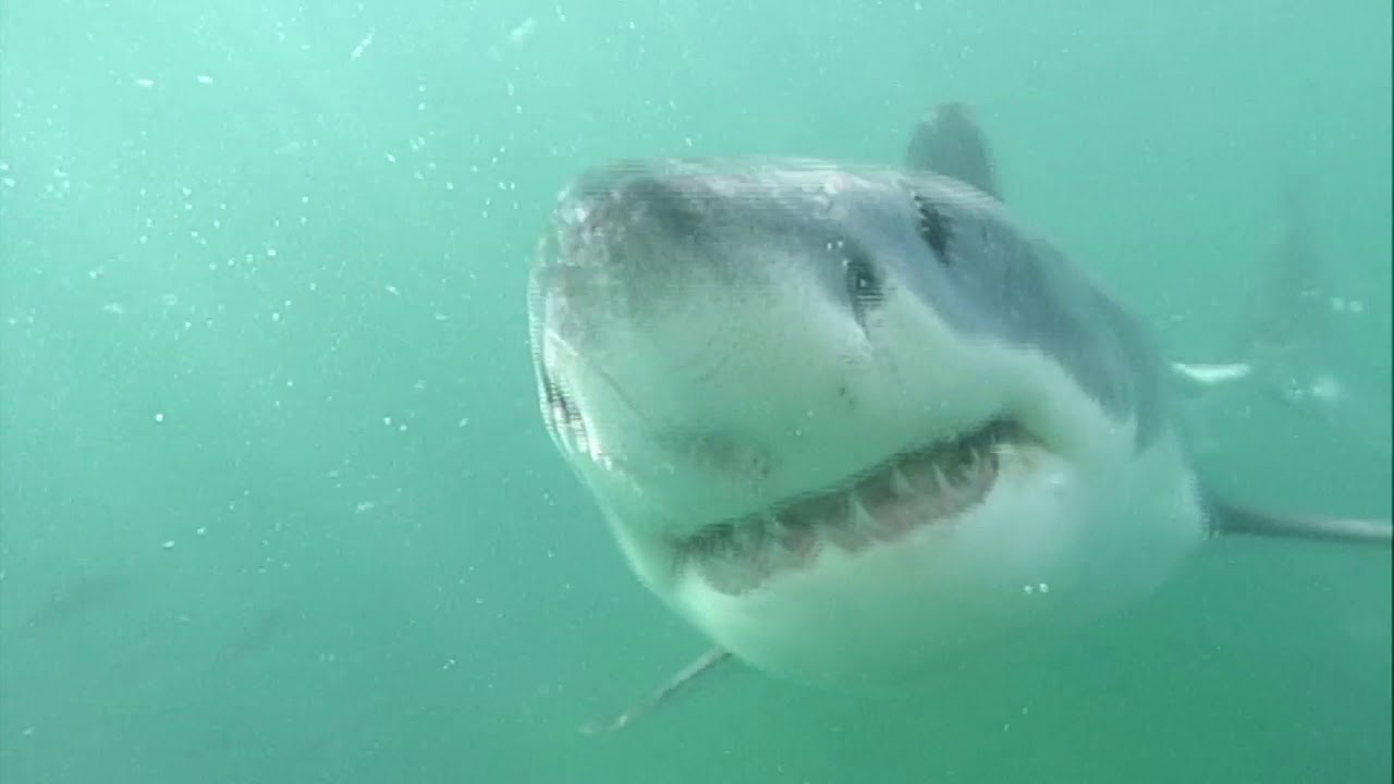 Breaching Great White Sharks, Seal Island South Africa - Youtube