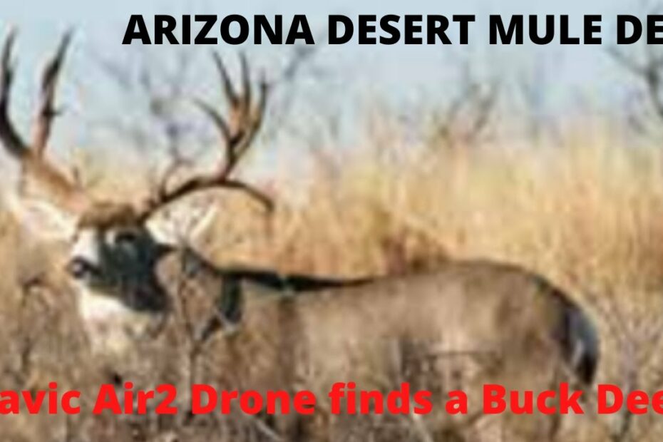 Drone Finds An Arizona Desert Mule Deer Buck - Youtube