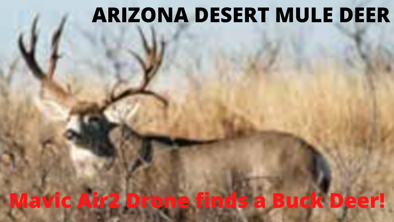 Drone Finds An Arizona Desert Mule Deer Buck - Youtube