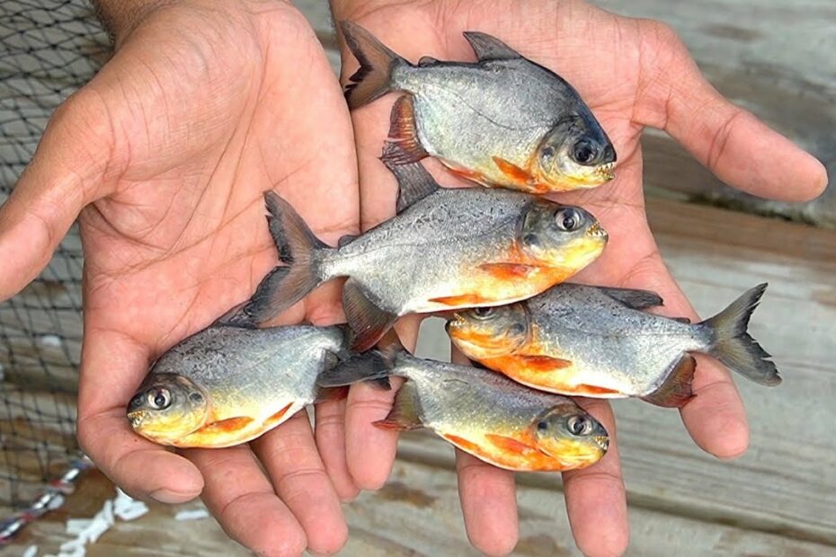 Piranhas In Florida Backyard Fish Trap! **Baby Pacu Everywhere** - Youtube