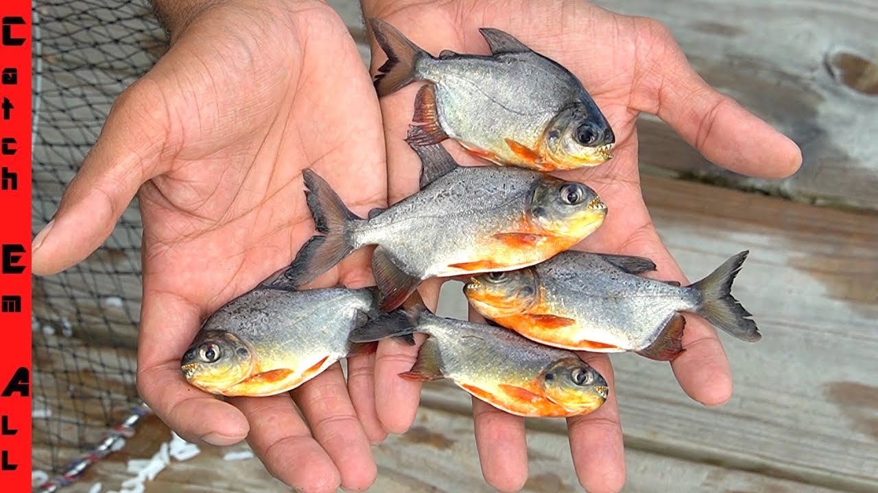 Piranhas In Florida Backyard Fish Trap! **Baby Pacu Everywhere** - Youtube