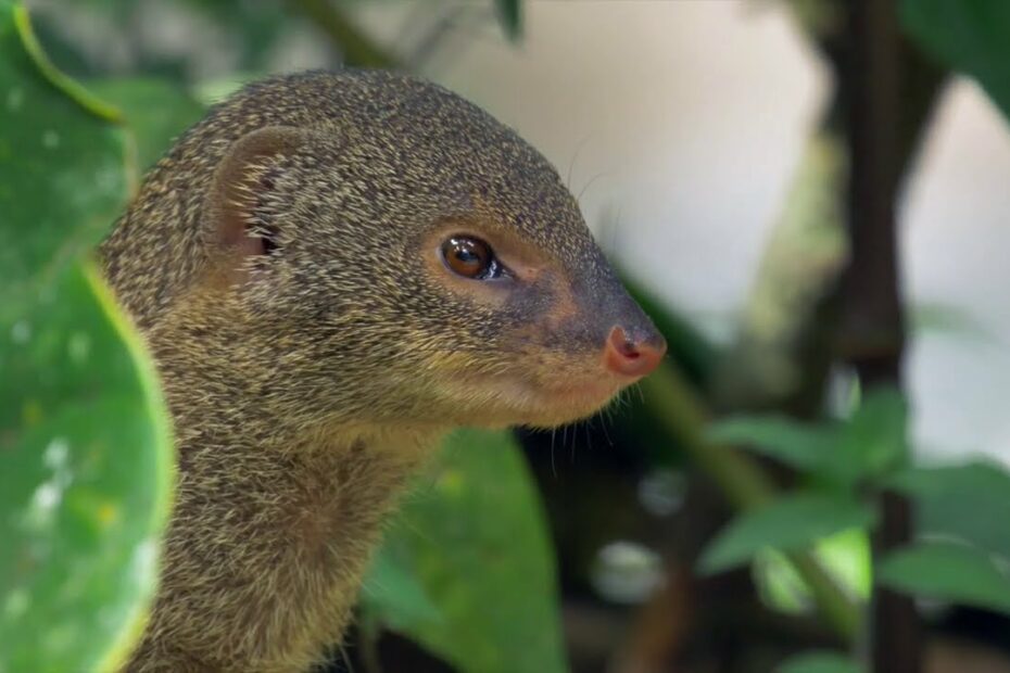 Invasive Species In The Caribbean Region - Youtube