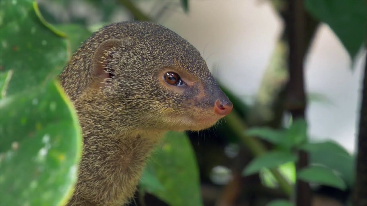 Invasive Species In The Caribbean Region - Youtube