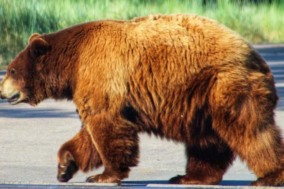 Bear Country Usa Rapid City South Dakota | Drive Through Wildlife Park -  Youtube