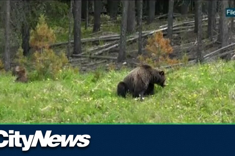 Bear Sightings Soar In Calgary - Youtube