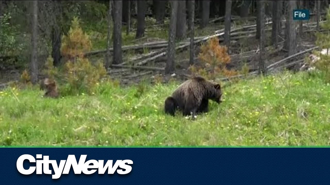 Bear Sightings Soar In Calgary - Youtube