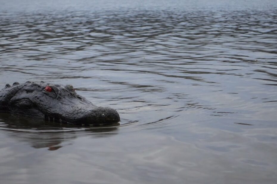 Gator Spotted In Ohio Lake! - Youtube