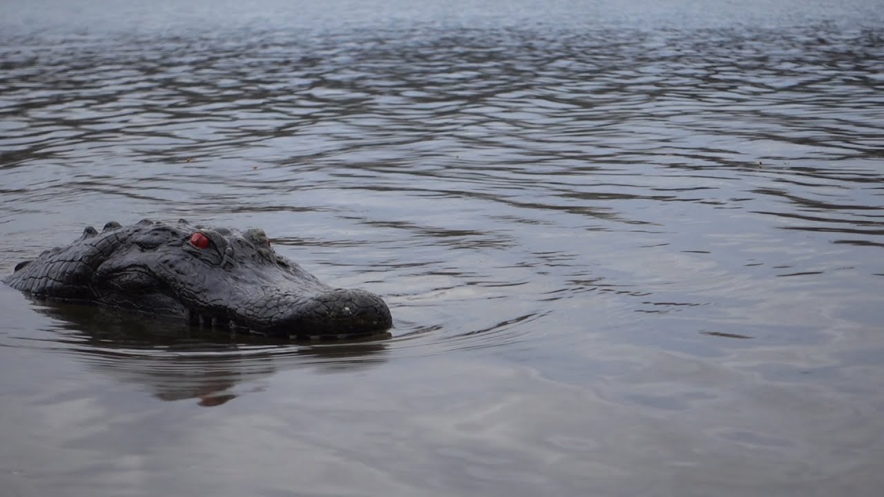 Alligator In Lake Erie 2024 Lok - Kelci Melinda