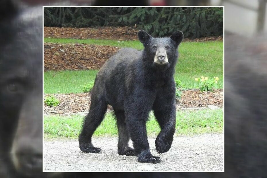 Black Bears Are Becoming More Common In Virginia'S Residential Areas -  Youtube