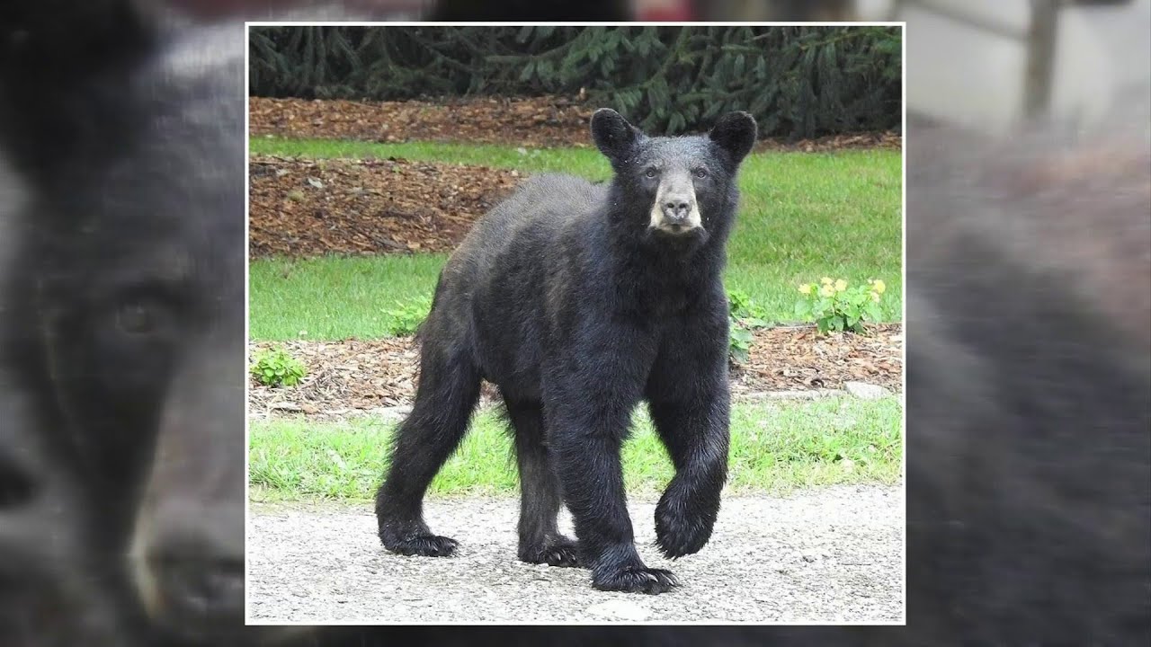 Black Bears Are Becoming More Common In Virginia'S Residential Areas -  Youtube