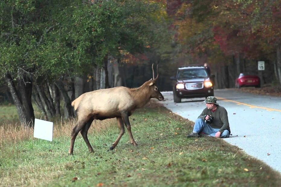 Elk Vs. Photographer | Great Smoky Mountains National Park - Youtube