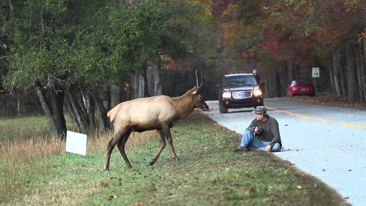 Elk Vs. Photographer | Great Smoky Mountains National Park - Youtube