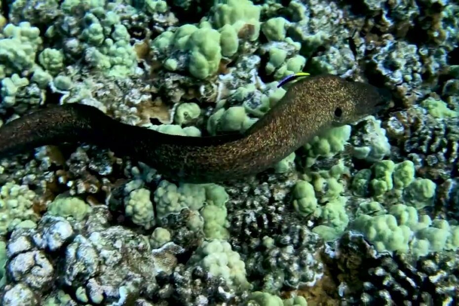 Moray Eels | Maui Underwater Life - Youtube