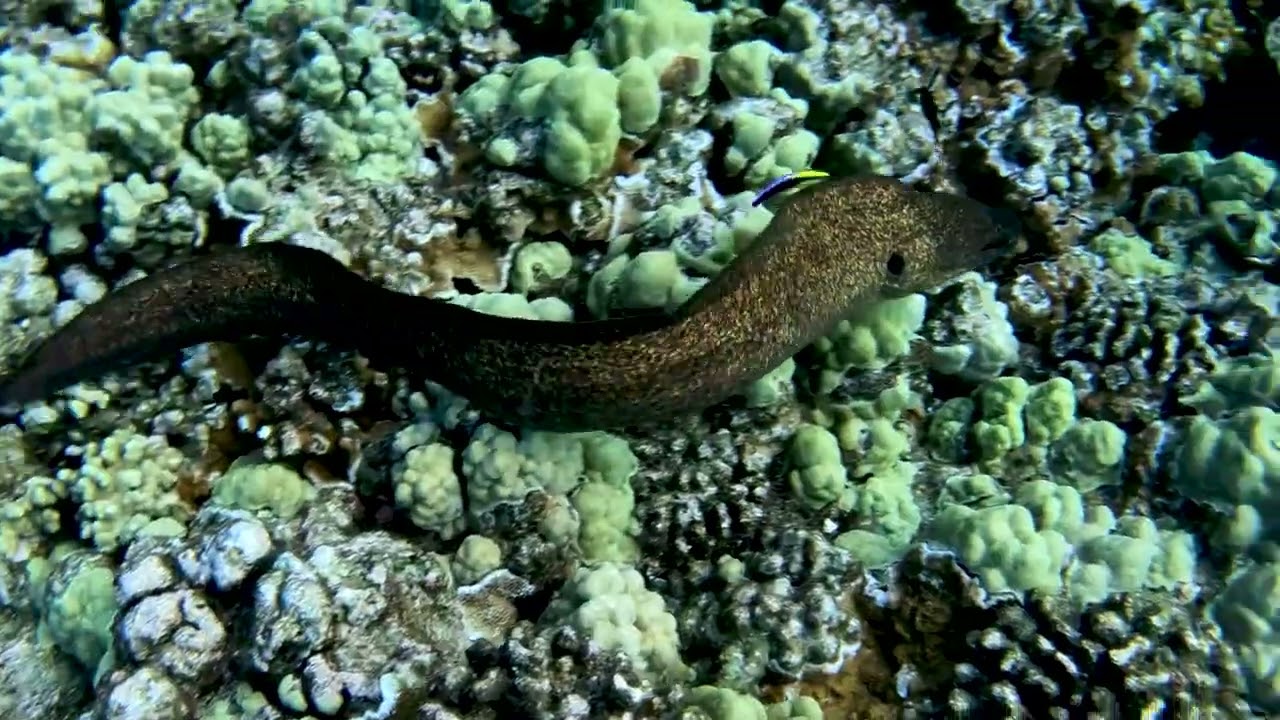 Moray Eels | Maui Underwater Life - Youtube