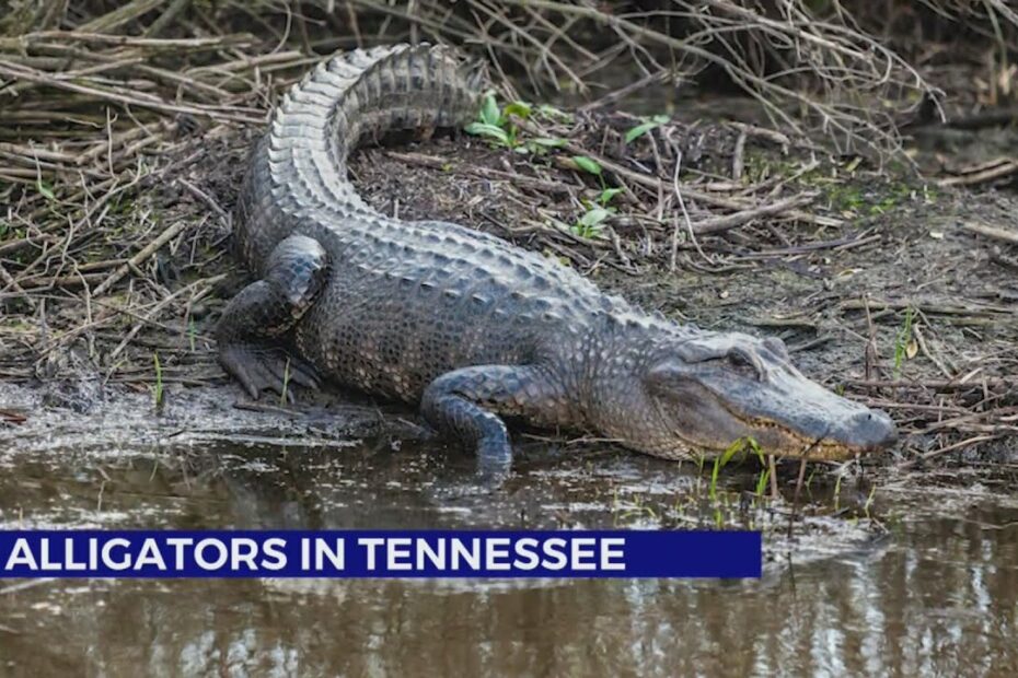 Alligators In Tennessee - Youtube