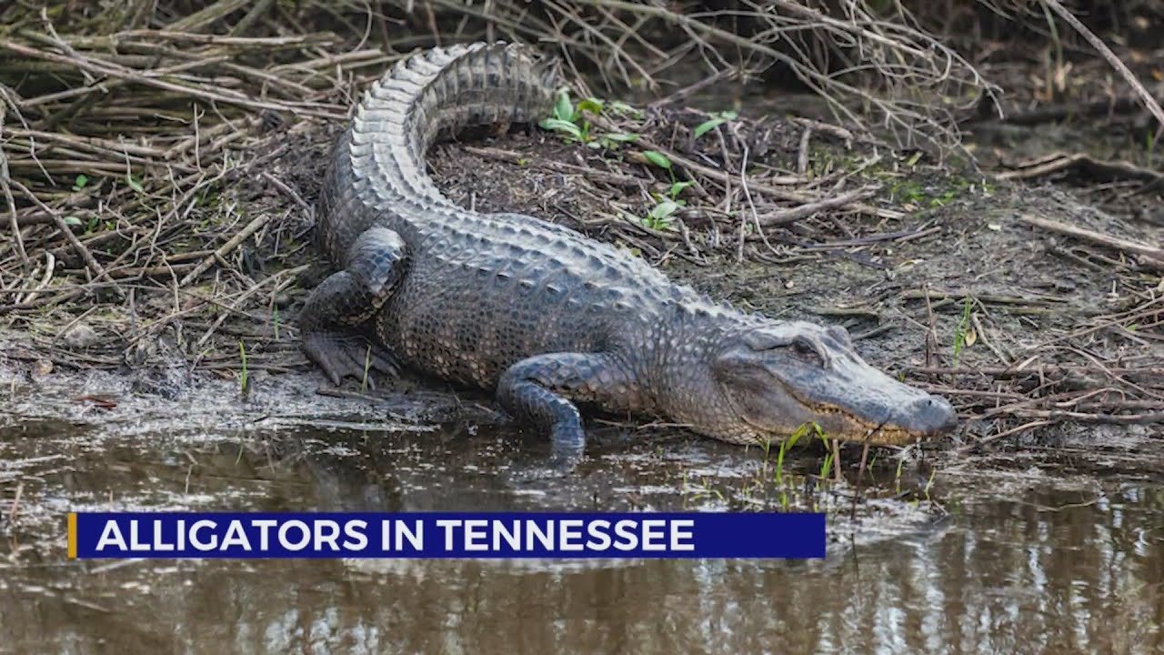 Alligators In Tennessee - Youtube