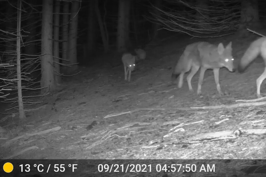 Pack Of Coyotes On Trailcam In Poconos, Pa -- Night Shot - Youtube