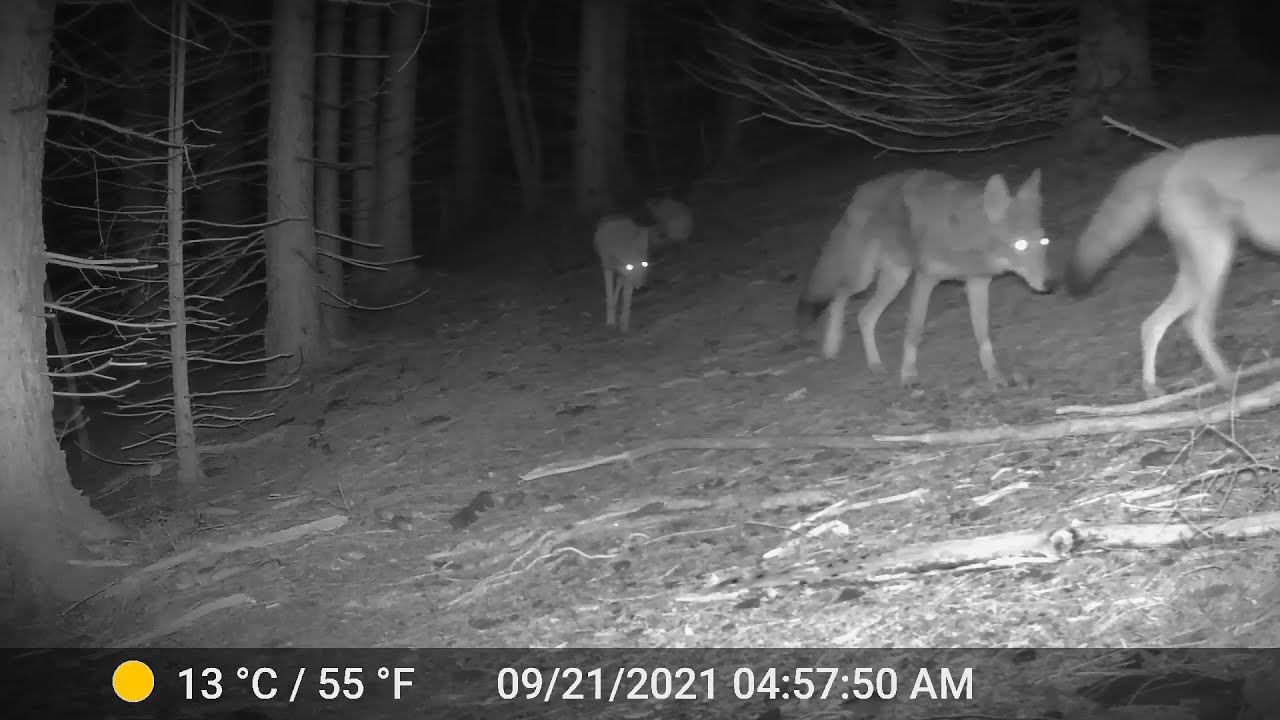 Pack Of Coyotes On Trailcam In Poconos, Pa -- Night Shot - Youtube