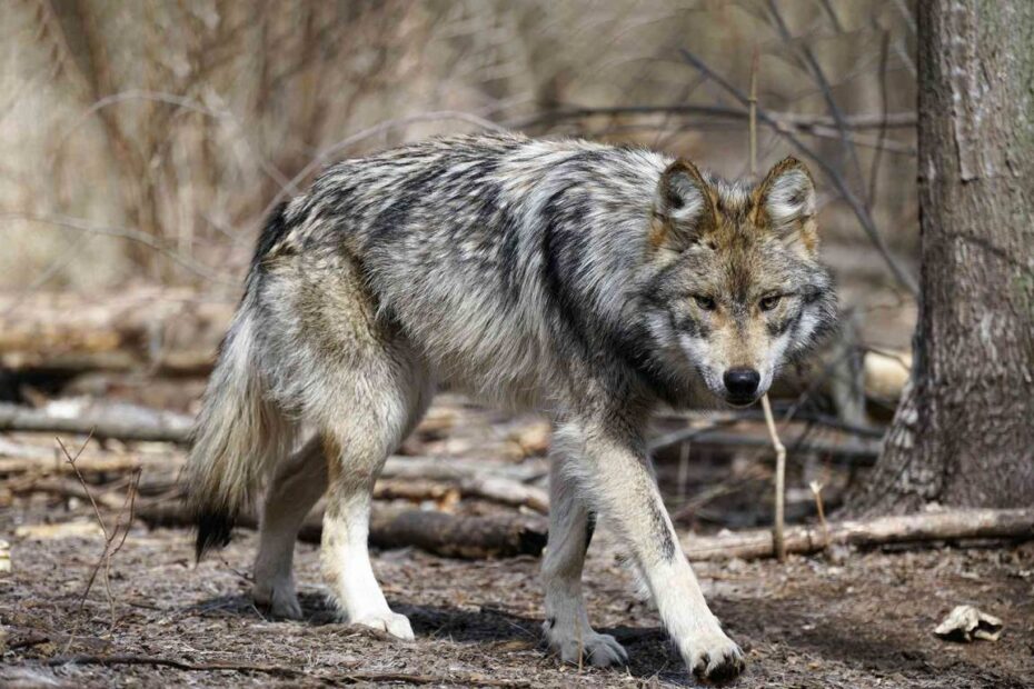 Celebrate Lobo Week With Hope For Mexican Gray Wolves | Defenders Of  Wildlife