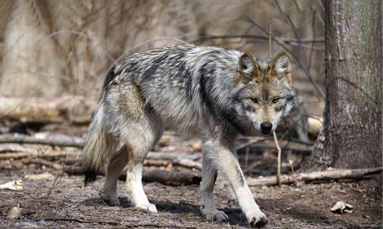 Celebrate Lobo Week With Hope For Mexican Gray Wolves | Defenders Of  Wildlife