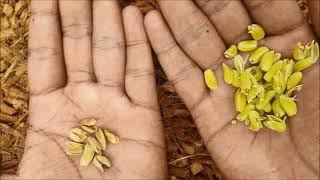 Coconut Male And Female Flowers - Youtube