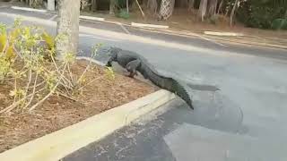 Wow! Monster Alligator Spotted Walking Around Sanibel Island Parking Lot -  Youtube