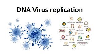 Replication Of Dna Viruses - Youtube