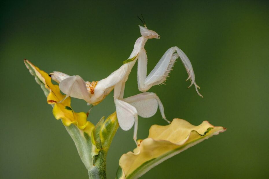 9 Of The Most Absurd-Looking Mantis Species