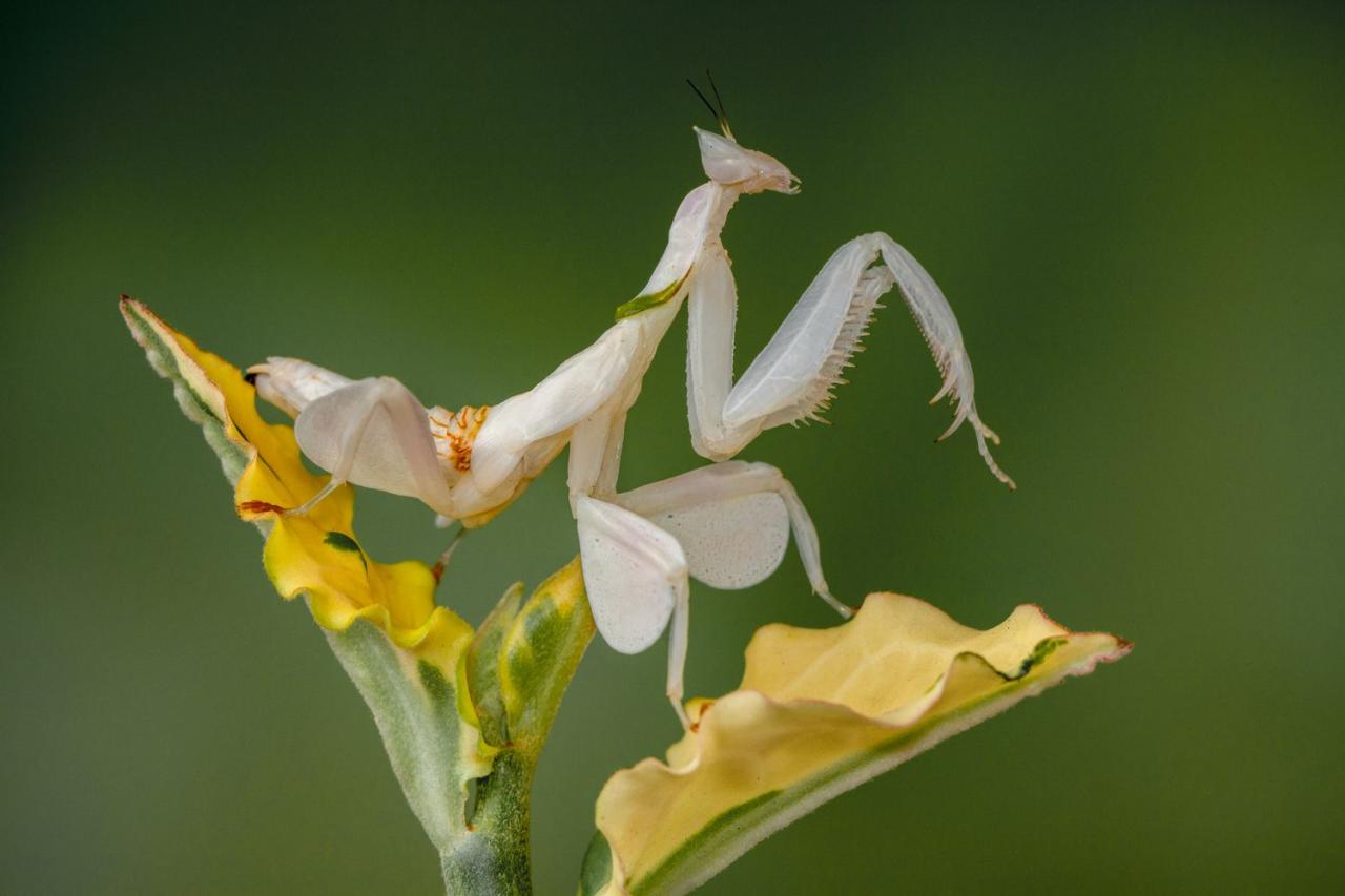 9 Of The Most Absurd-Looking Mantis Species