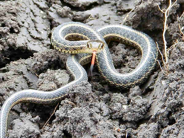 Montana Snakes Pictures And Identification Help