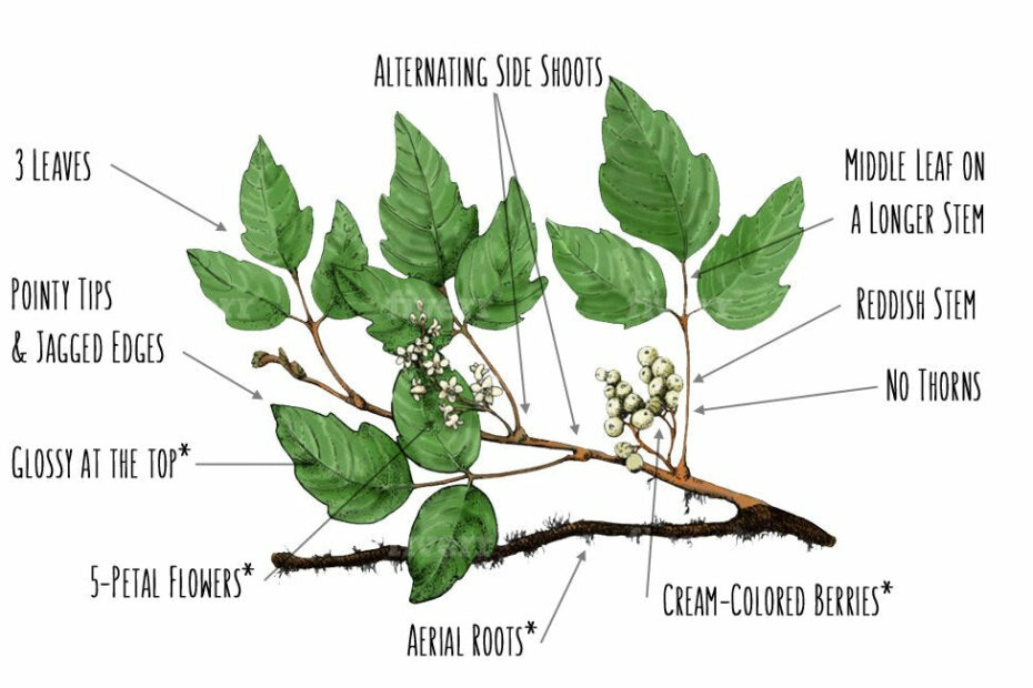 How To Identify Poison Ivy [Illustrated Guide] – Greenbelly Meals