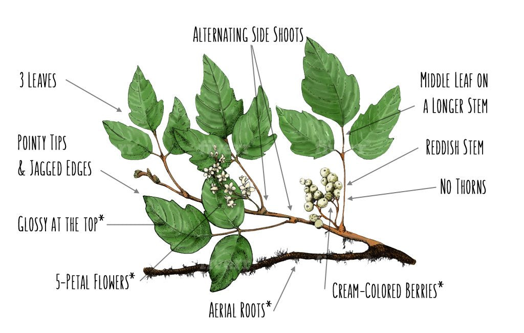 How To Identify Poison Ivy [Illustrated Guide] – Greenbelly Meals