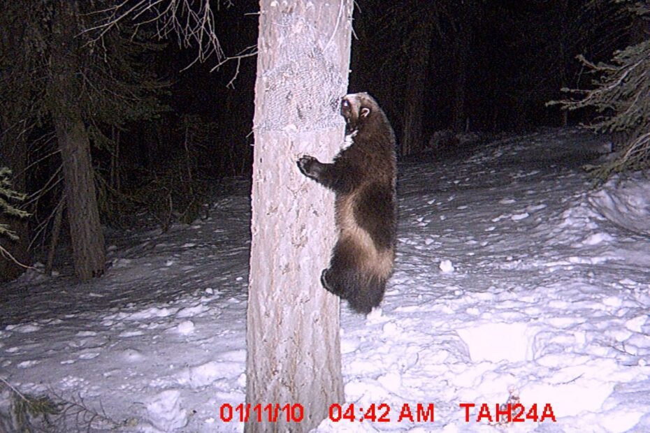 3 Years Ago, The First Wolverine In 94 Years Was Seen In California. Where  Has He Gone?