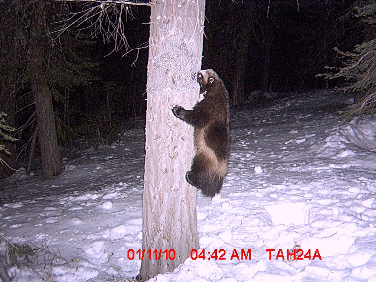 3 Years Ago, The First Wolverine In 94 Years Was Seen In California. Where  Has He Gone?