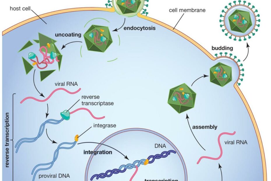 Retrovirus | Definition, Examples, Diseases, Replication, & Facts |  Britannica