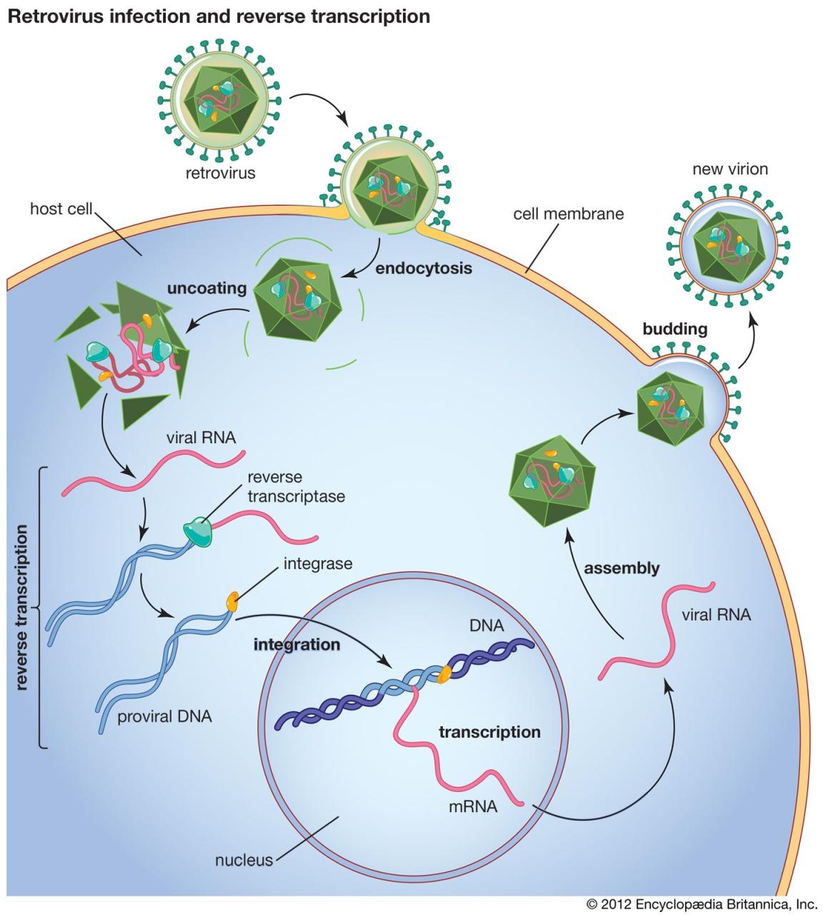 Retrovirus | Definition, Examples, Diseases, Replication, & Facts |  Britannica