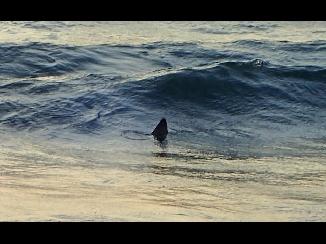 Snorkeling At Akumal, Mexico - Shark In The Bay - Youtube