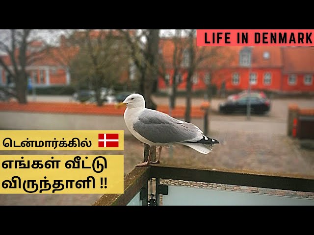 A Day In My Life With A Pet Bird Tamil || Seagull In Denmark || Tamil Vlog  - Youtube