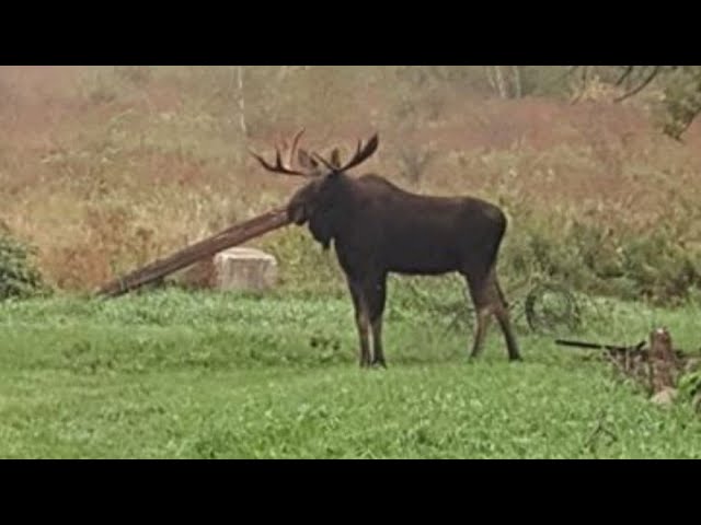 Moose Spotted In Wisconsin!!!! - Youtube