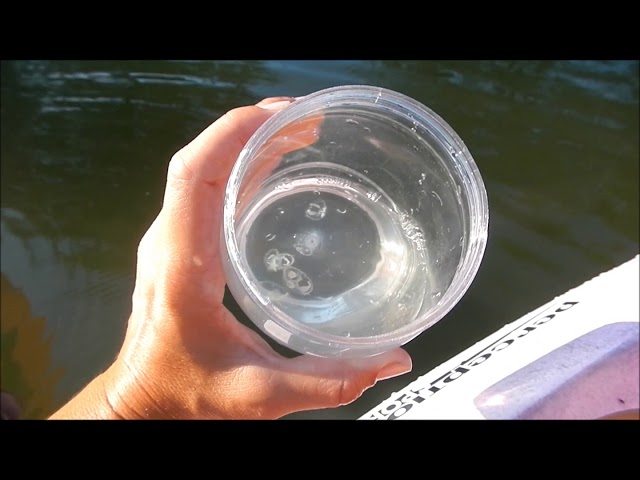 Catching Lake Erie Jellyfish By Brenda Culler - Youtube