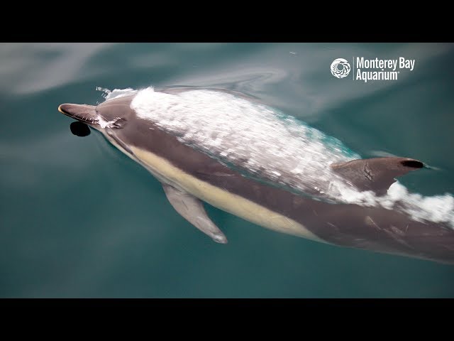 Superpod Of Common Dolphins In Monterey Bay - Youtube