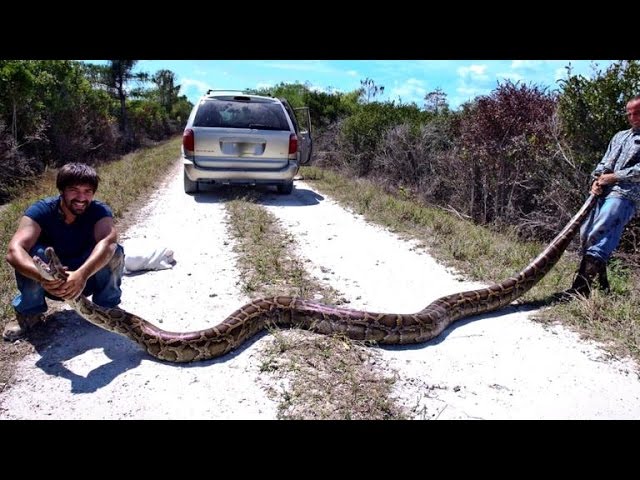 Python Hunters Take On Florida Everglades' Snake Problem - Youtube