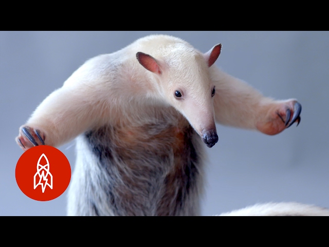 The Tough-Skinned Tamandua Is Hard As Nails - Youtube