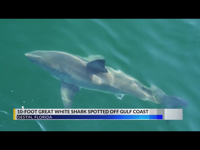 10-Foot Great White Shark Pinged Off Destin Coast - Youtube